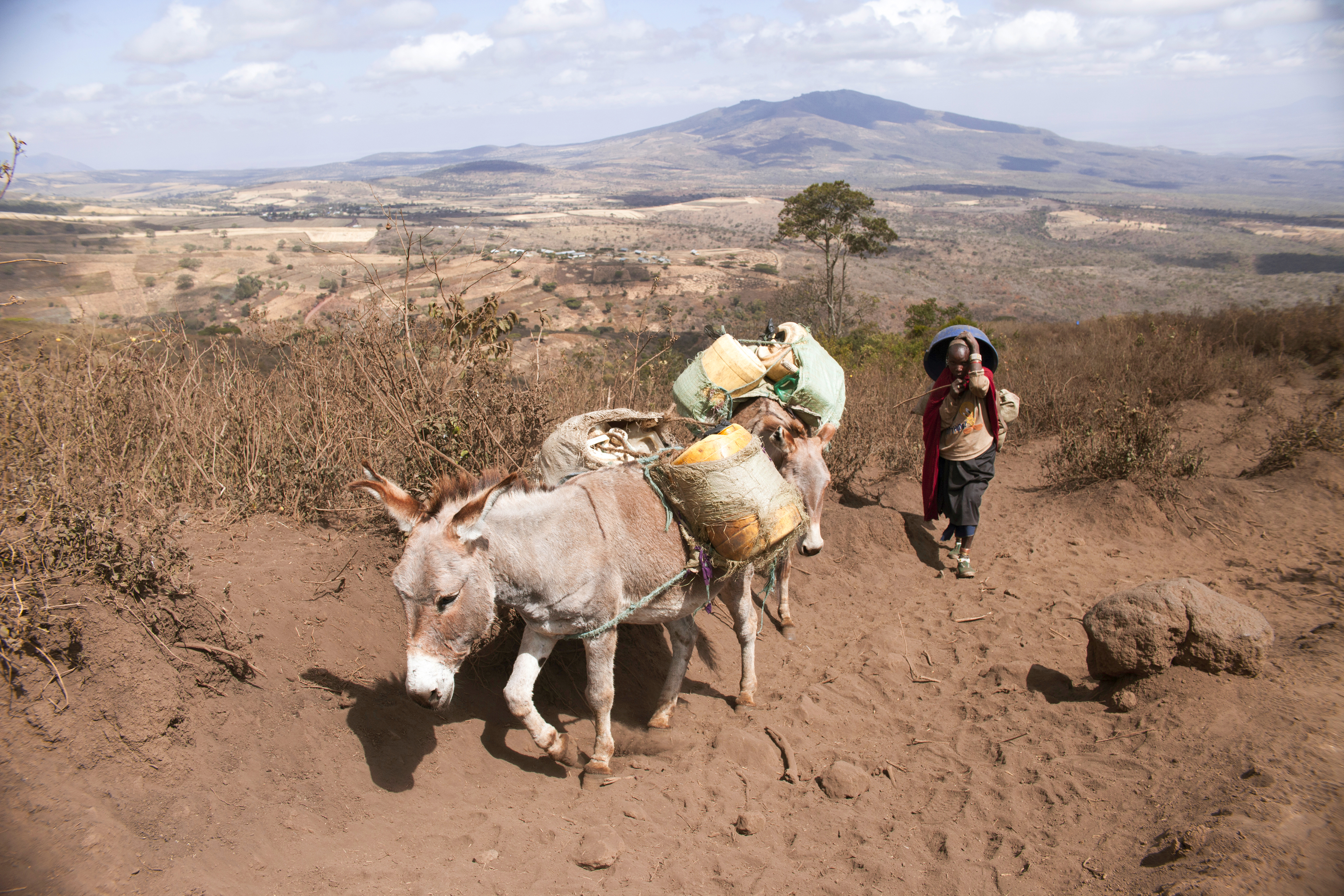 As the water has become scarcer in the region, it takes more than two hours to walk to the source. The women of the village make the journey once every two days, accompanied by their donkeys that carry the 20L cans. Enguiki, Tanzania, July 2017.