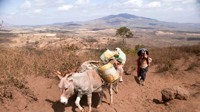 MAASAIS - TANZANIA - TRIBE