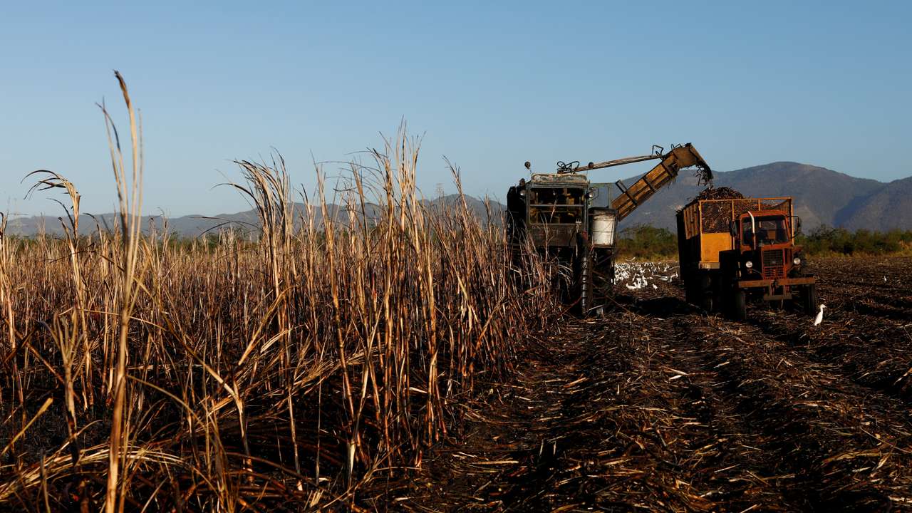 A harvester cuts sugar cane at a plantation in San Cristobal