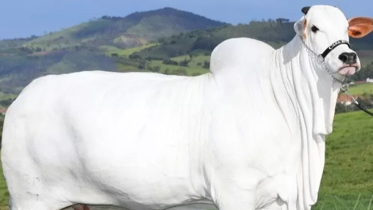Guinness World Records recognizes Viatina-19 FIV Mara Móveis as the most valuable cow in the world