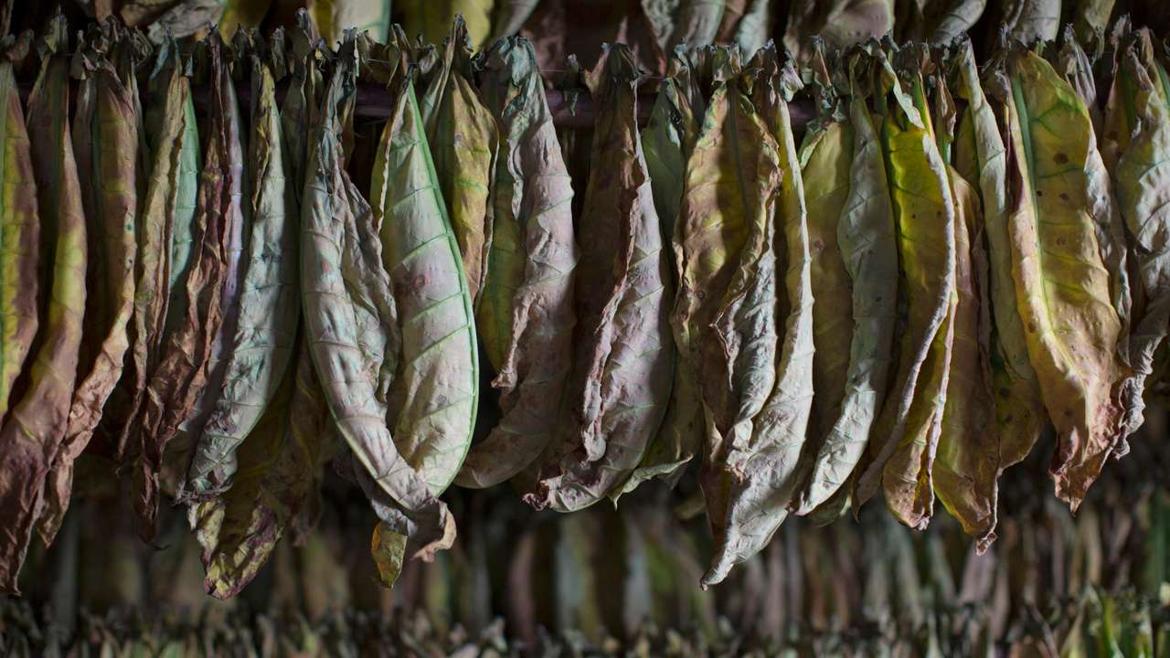 Tobacco leaves hang inside a curing barn at a farm in Cuba's western province of Pinar del Rio