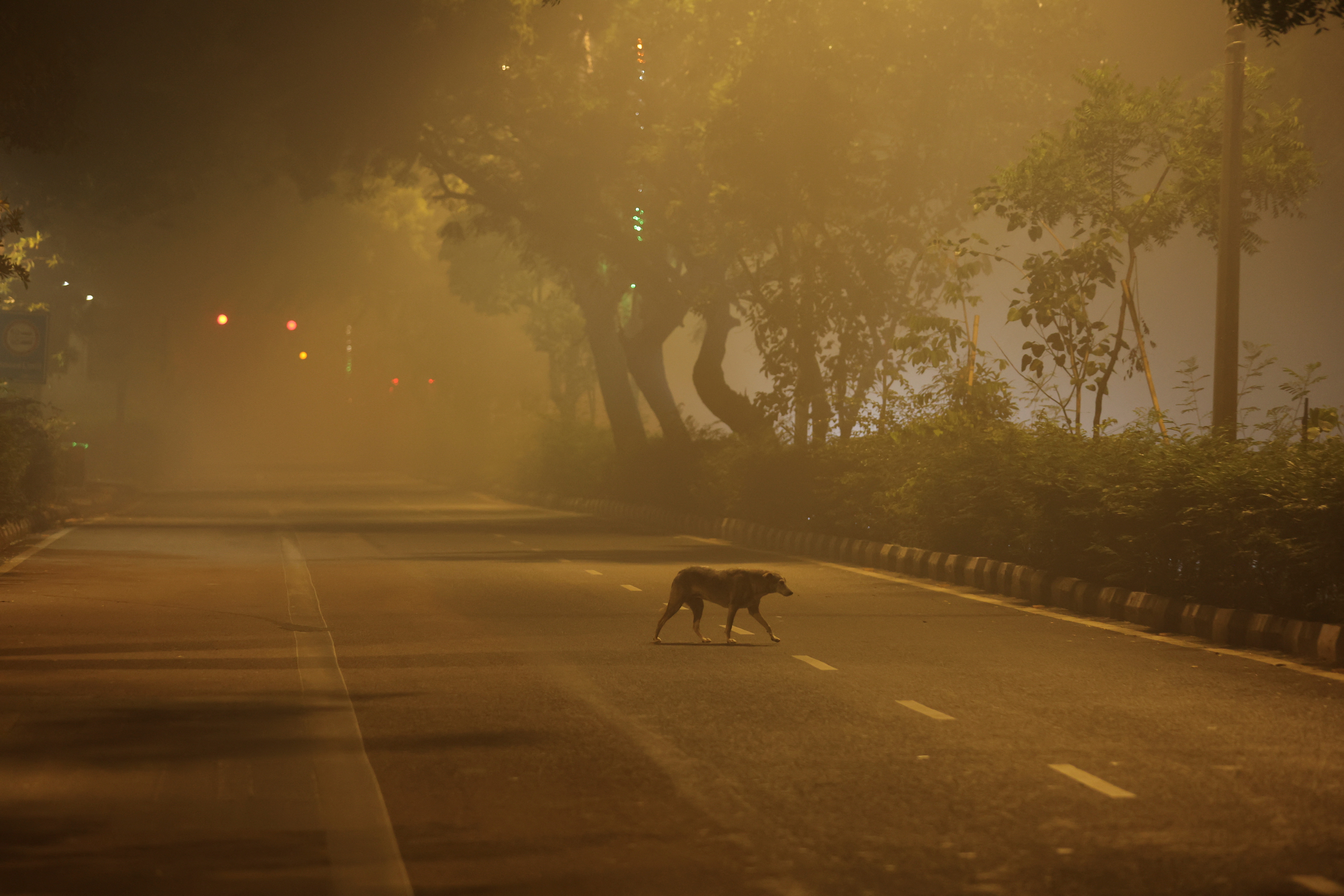 A dog crosses a road on a smoggy morning in New Delhi