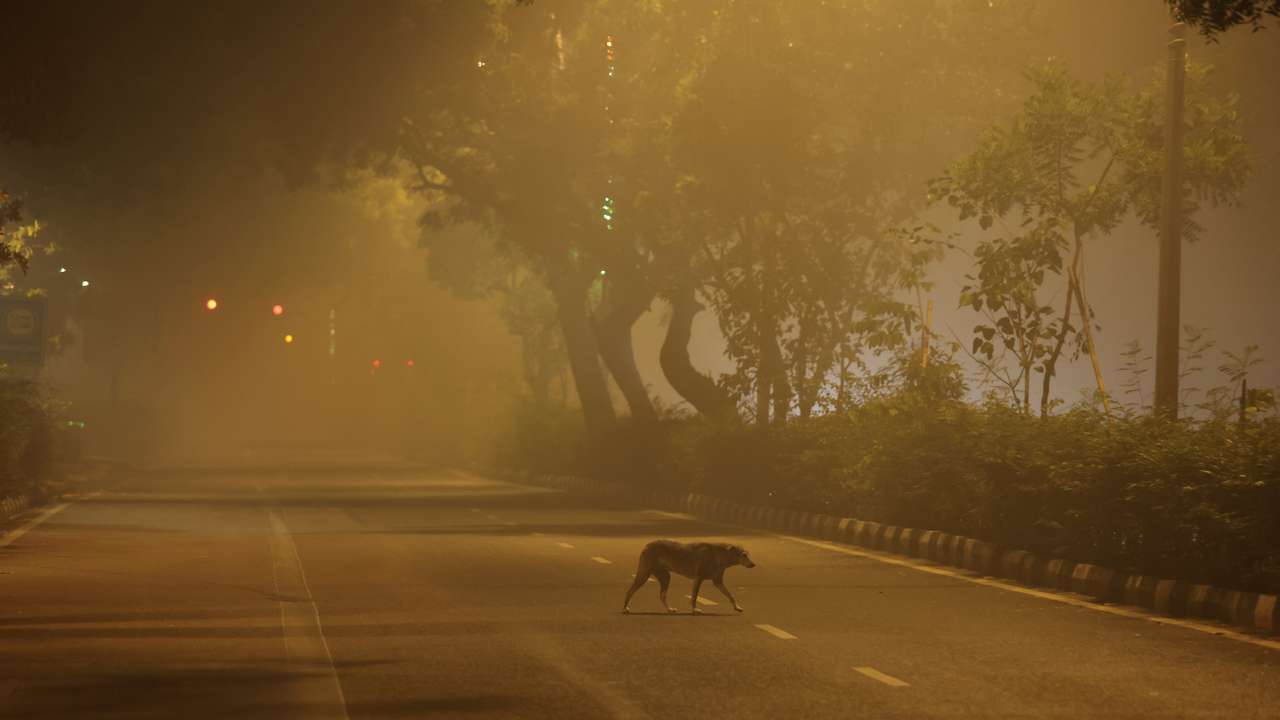A dog crosses a road on a smoggy morning in New Delhi