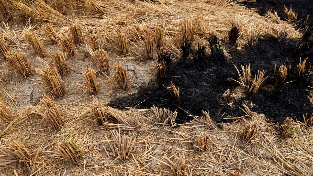 Burnt stubble in a crop field is seen in a village in Karnal district in the northern state of Haryana