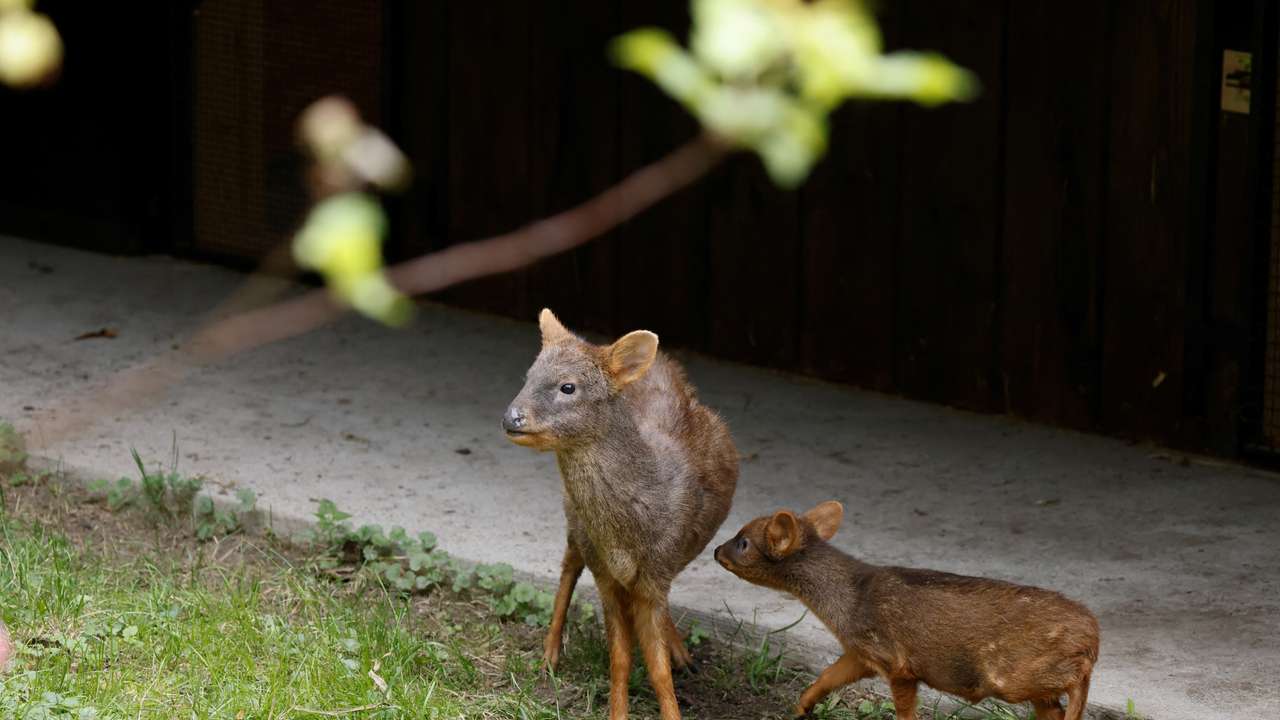 World's second smallest deer species newborn at Warsaw zoo