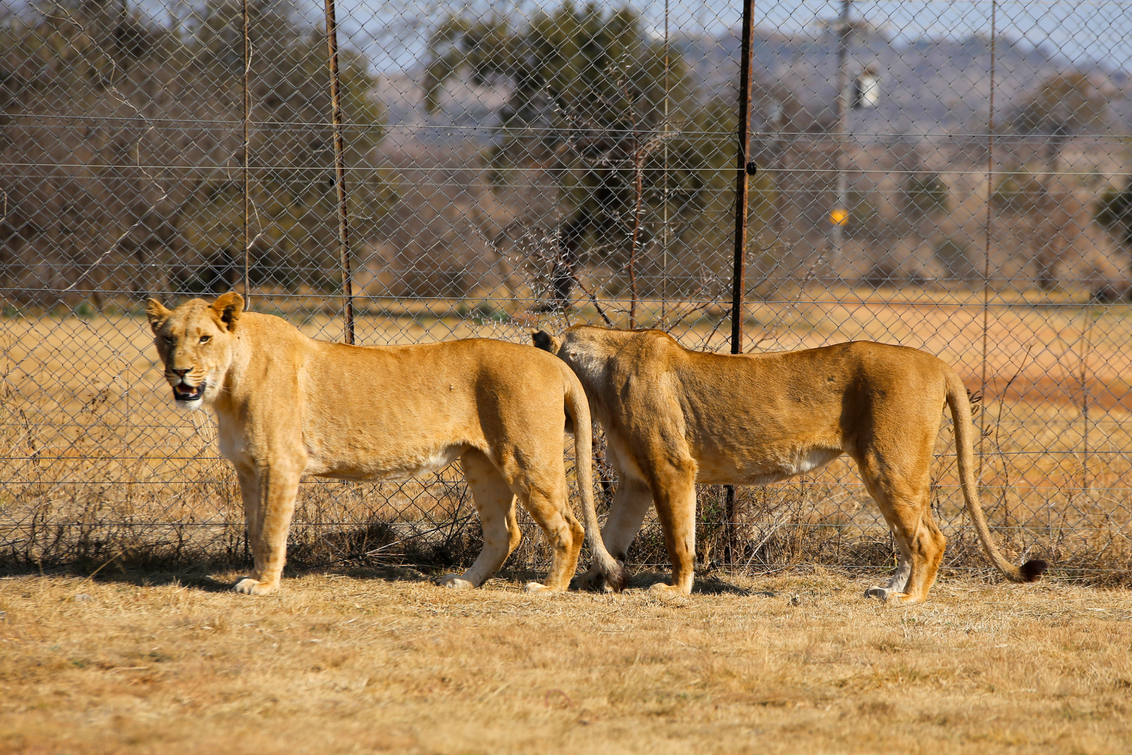 Captive lion industry in South Africa: World Lion Day
