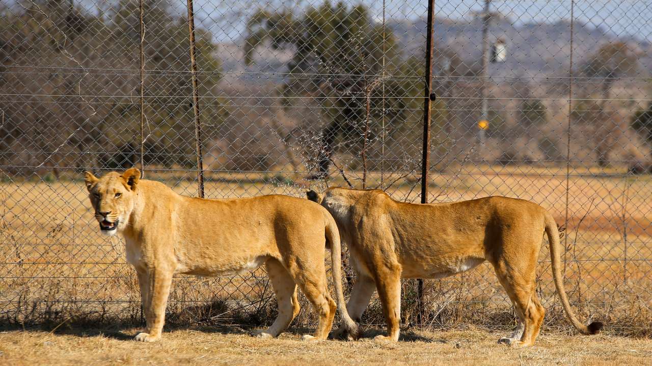 Captive lion industry in South Africa: World Lion Day