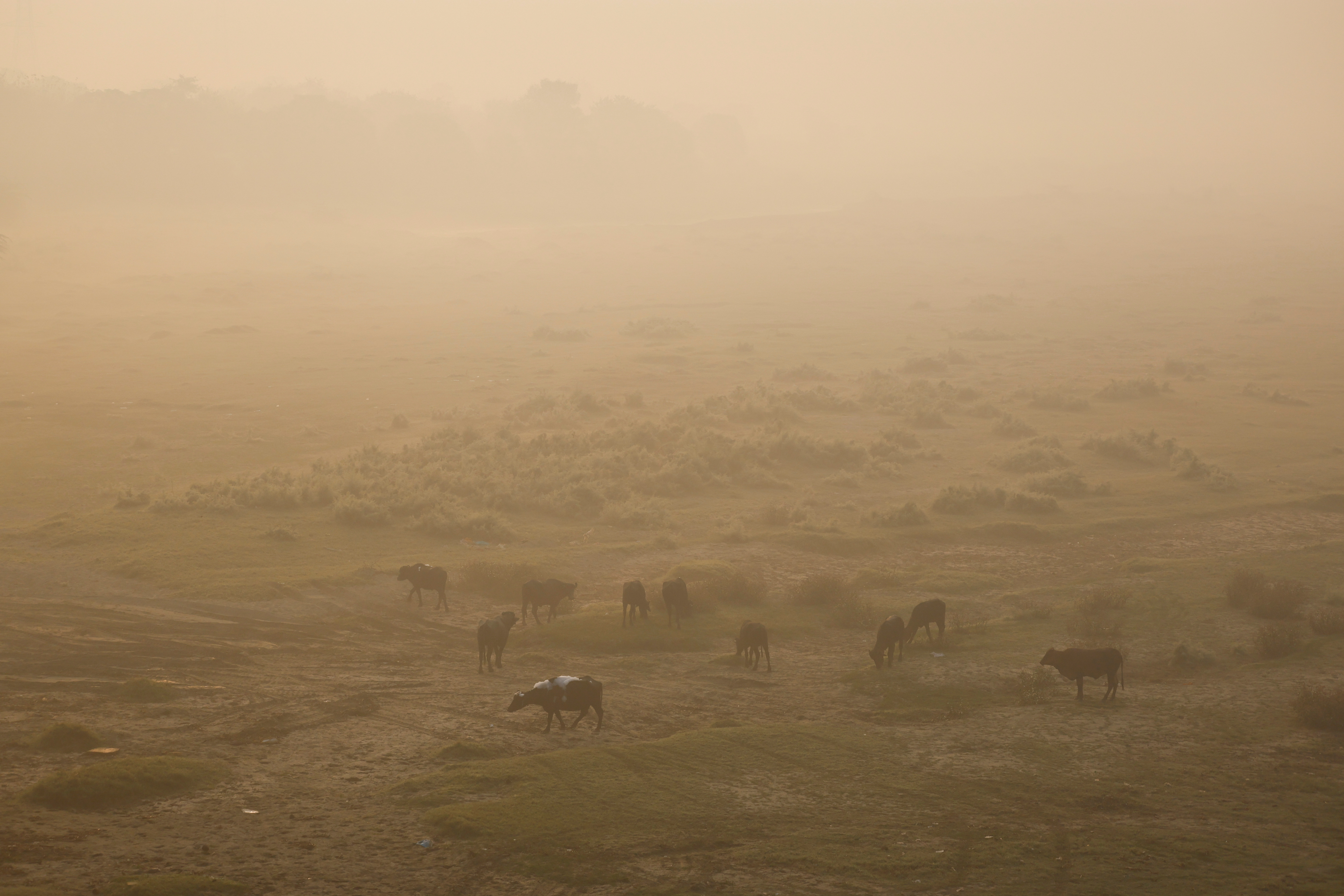 Cows and buffaloes graze on fields on the banks of the polluted Yamuna river on a smoggy morning in New Delhi