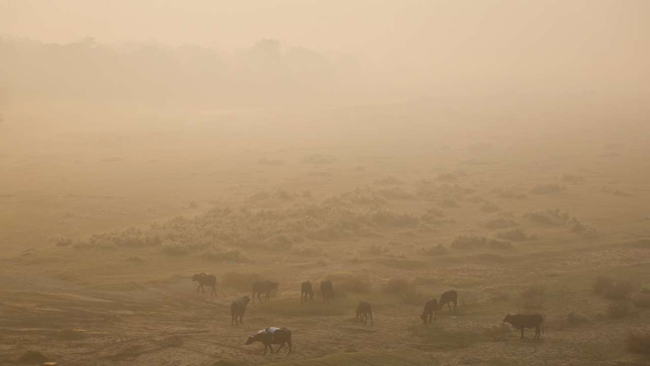 Cows and buffaloes graze on fields on the banks of the polluted Yamuna river on a smoggy morning in New Delhi