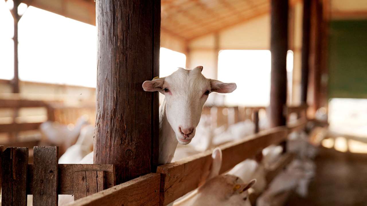 FILE PHOTO: Goat plague weighs on Greek farmers still reeling from historic floods