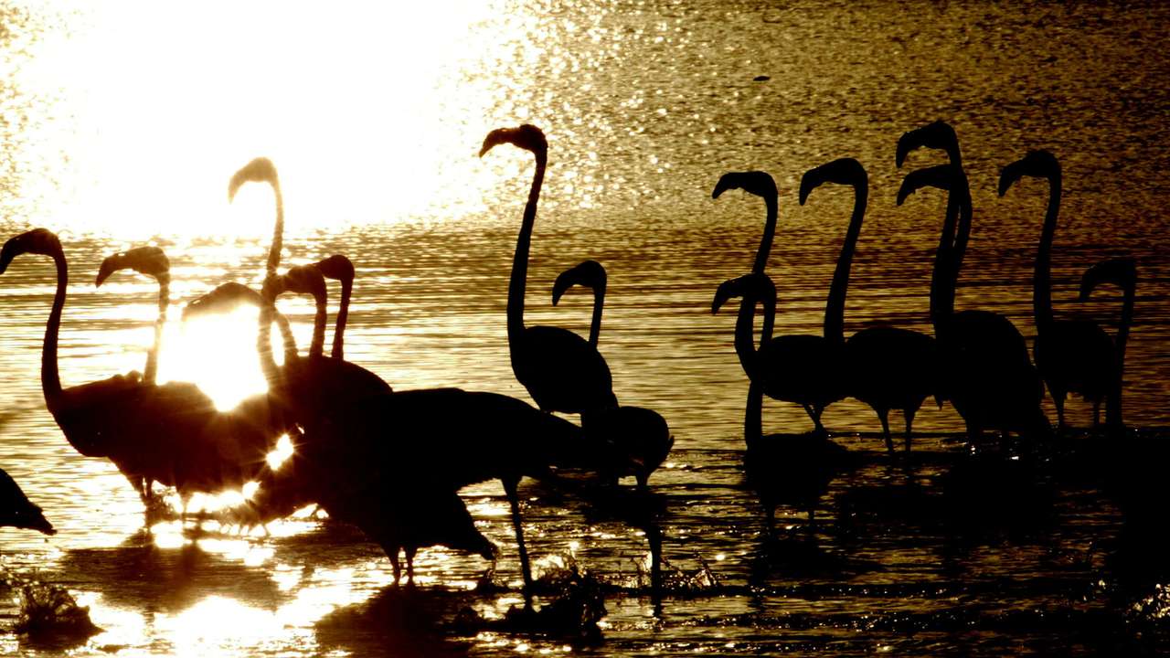 FILE PHOTO: Flamingoes wade in the late afternoon light