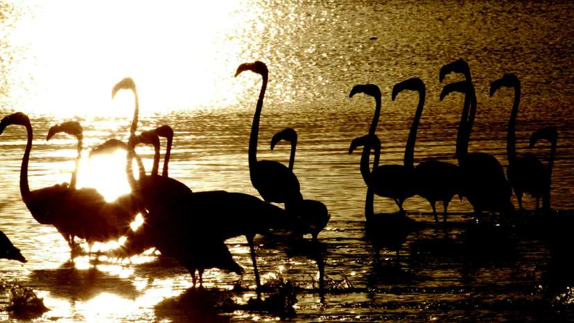 FILE PHOTO: Flamingoes wade in the late afternoon light