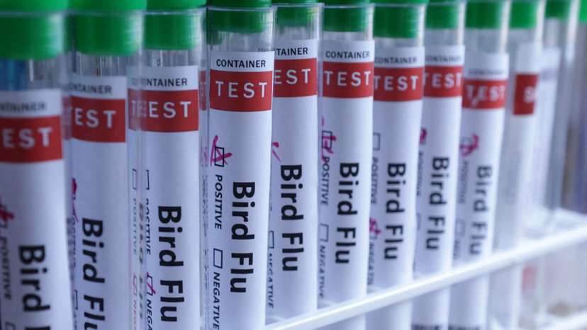 Illustration shows test tubes labelled "Bird Flu" words