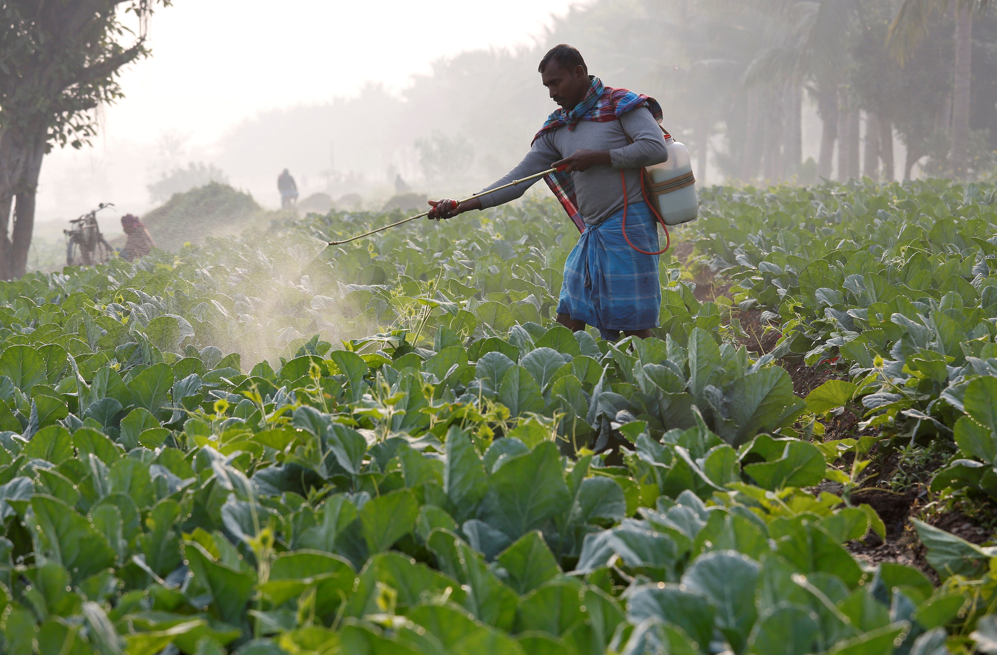 A farmer sprays insecticide on his cauliflower field in Kolkata