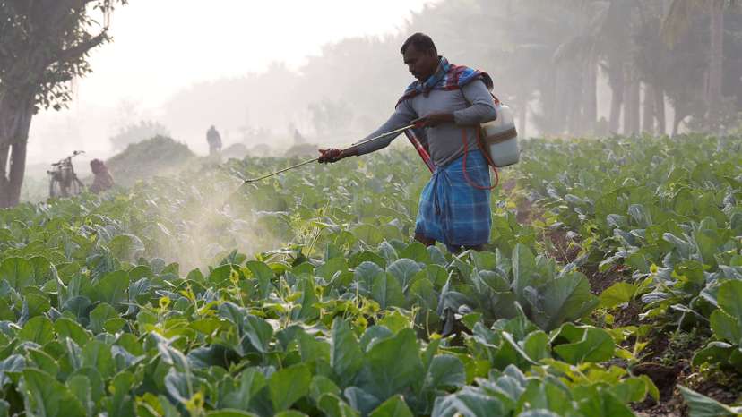 A farmer sprays insecticide on his cauliflower field in Kolkata