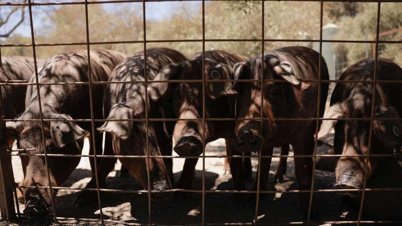 A herd of Iberian pigs sniff at Langenal pig farm, in Farajan