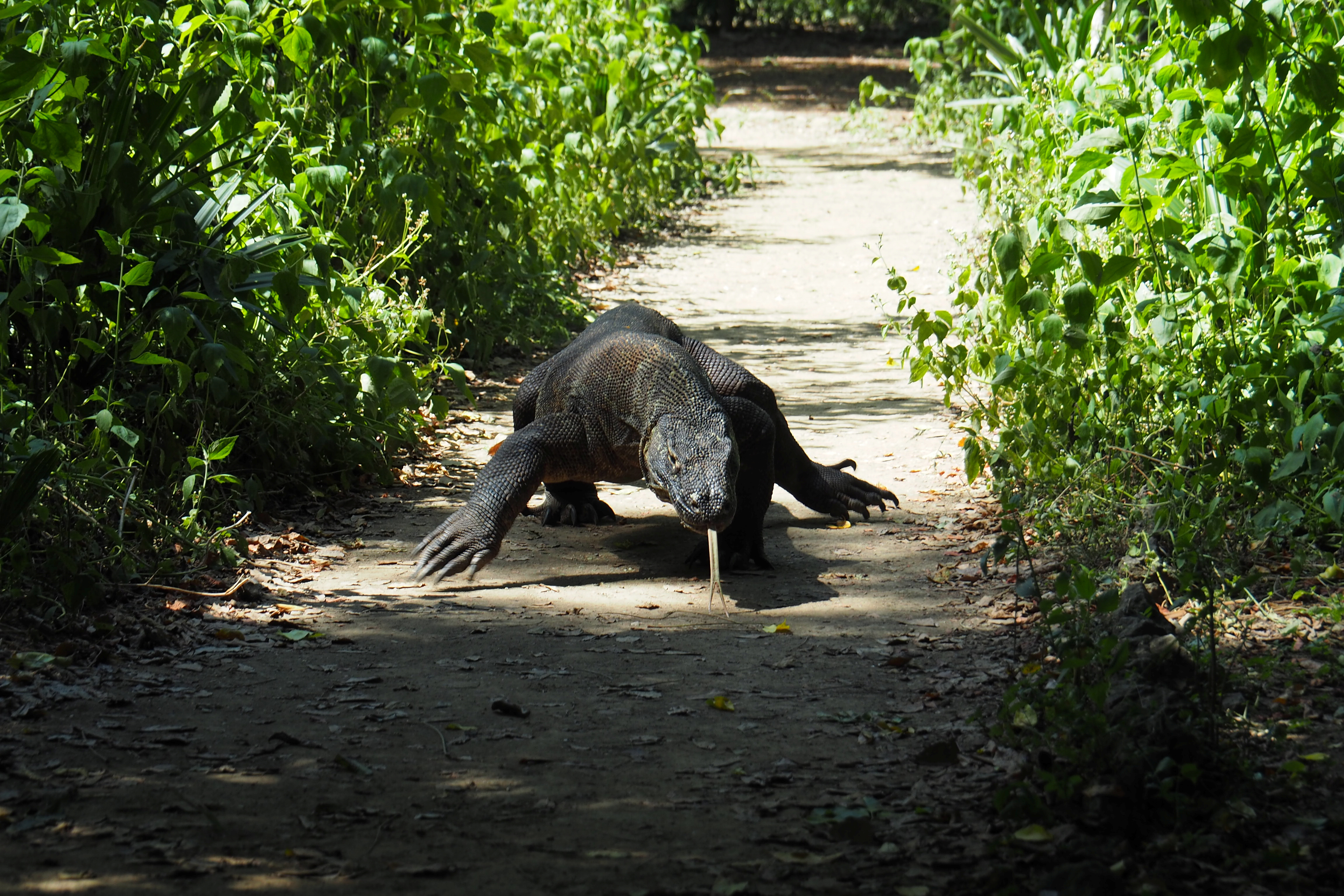A Komodo Dragon is seen in Komodo National Park