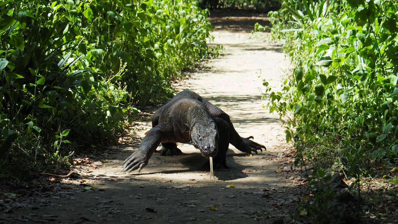 A Komodo Dragon is seen in Komodo National Park