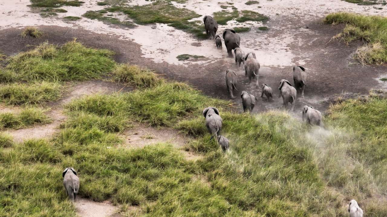 A drone view shows elephants walking in the Amboseli National Park in Amboseli