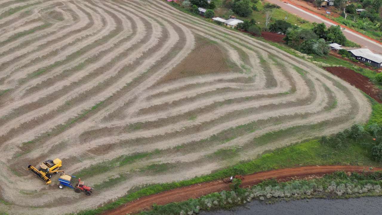 Soy grown illegally on Brazilian tribal lands finds its way to global markets