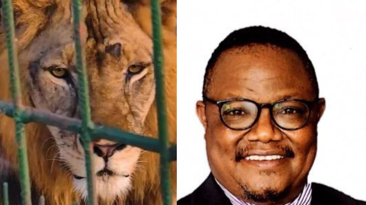 The lion named Tundu Lissu (L) and Opposition Leader Tundu Lissu (R)