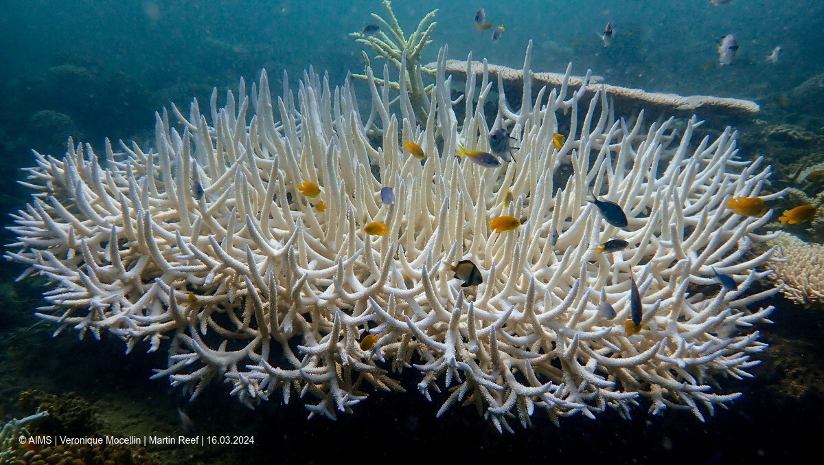 Coral reefs bleach in the Great Barrier Reef as scientists conduct in-water monitoring during marine heat in Martin Reef