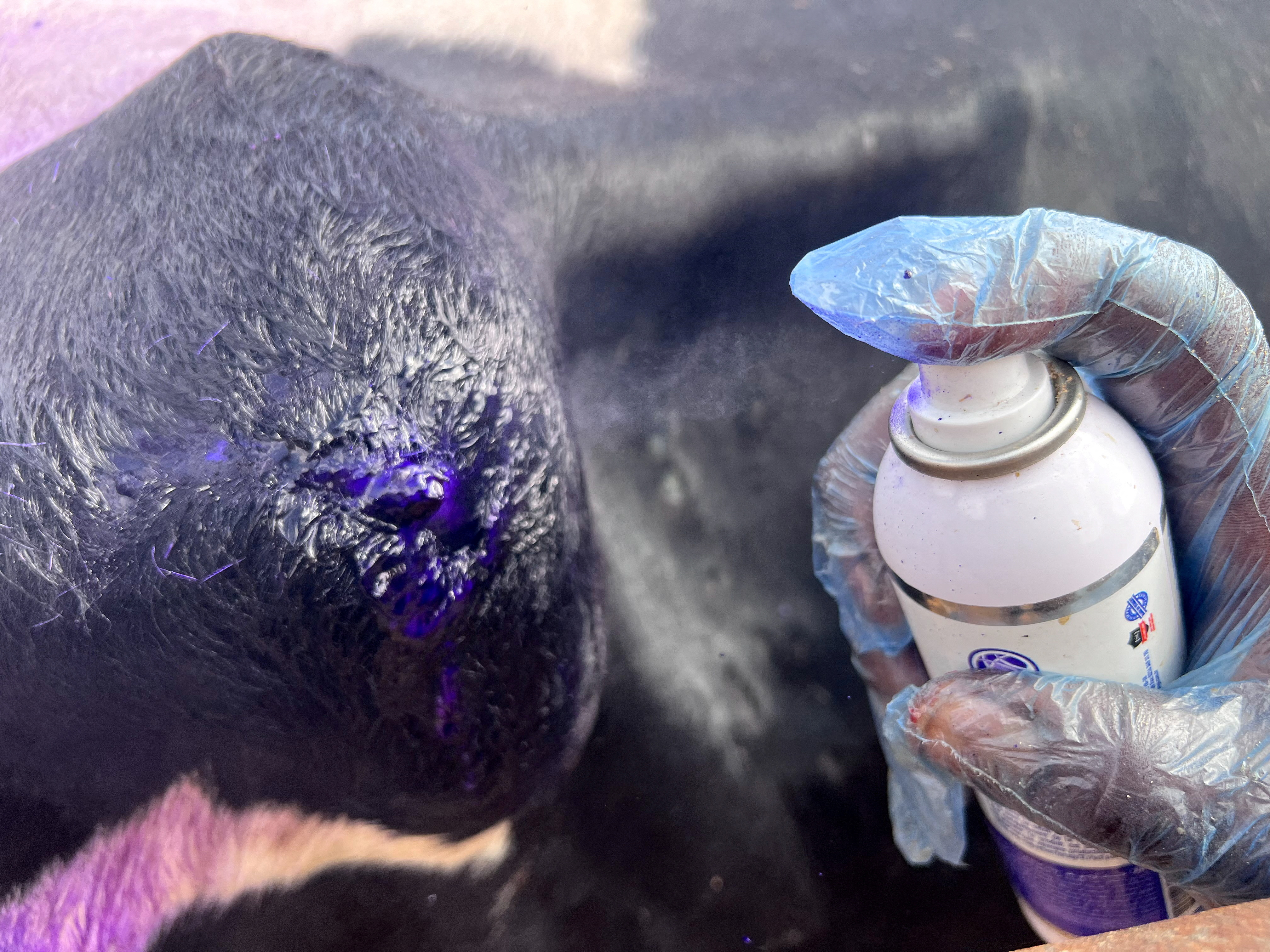 FILE PHOTO: Cattle infected with foot and mouth disease and lumpy skin disease in Libya's Misrata