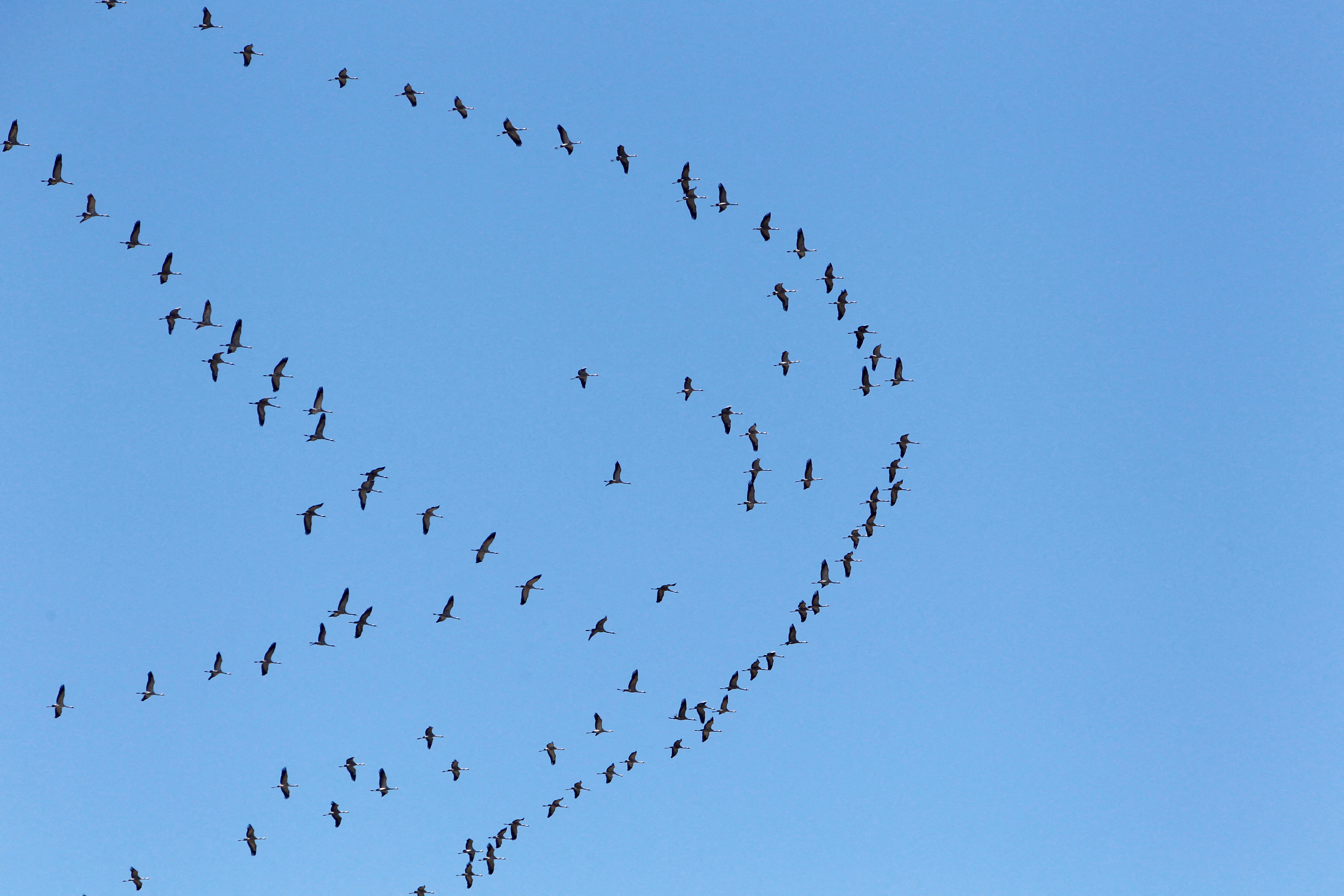 Migratory birds fly through the sky of southern Lebanon