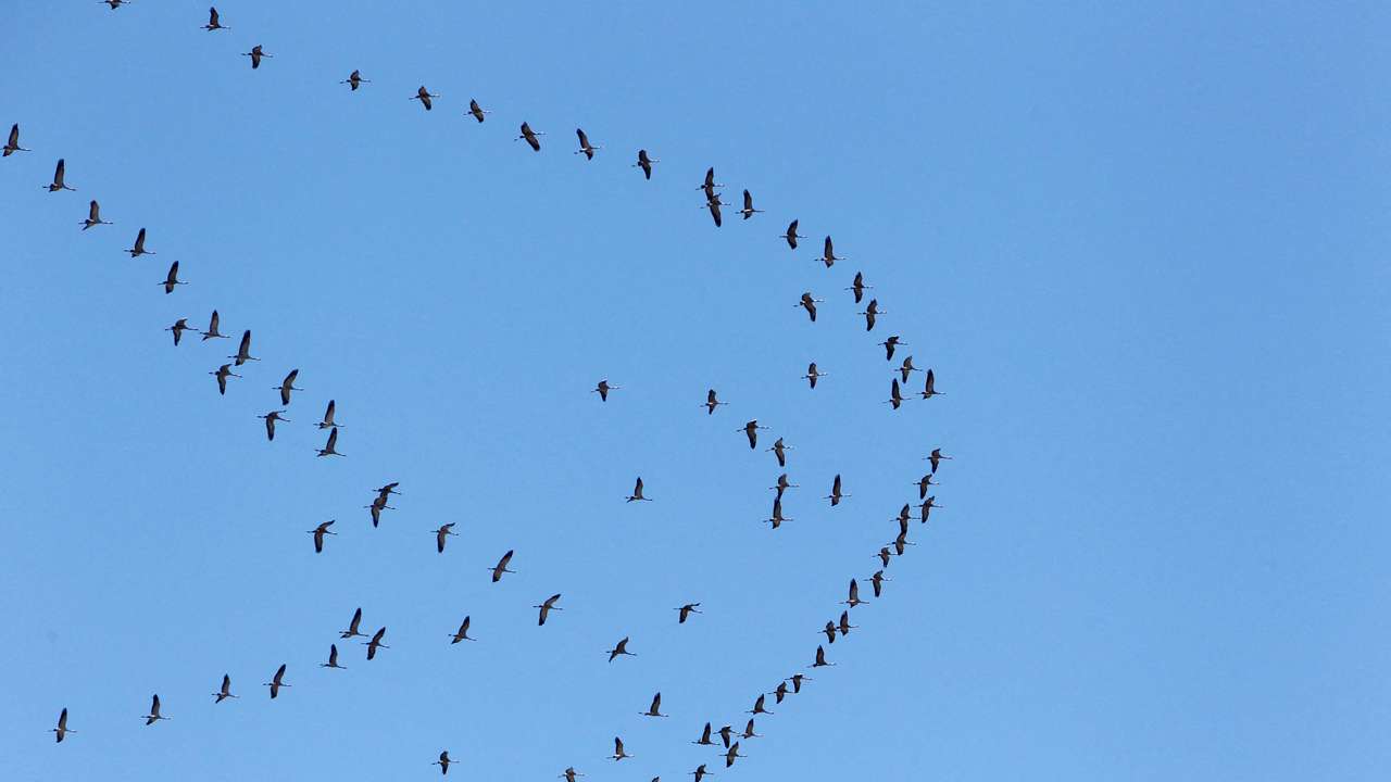 Migratory birds fly through the sky of southern Lebanon