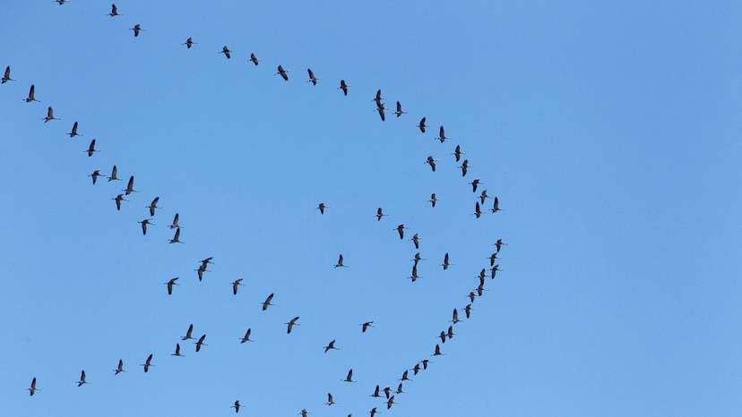 Migratory birds fly through the sky of southern Lebanon