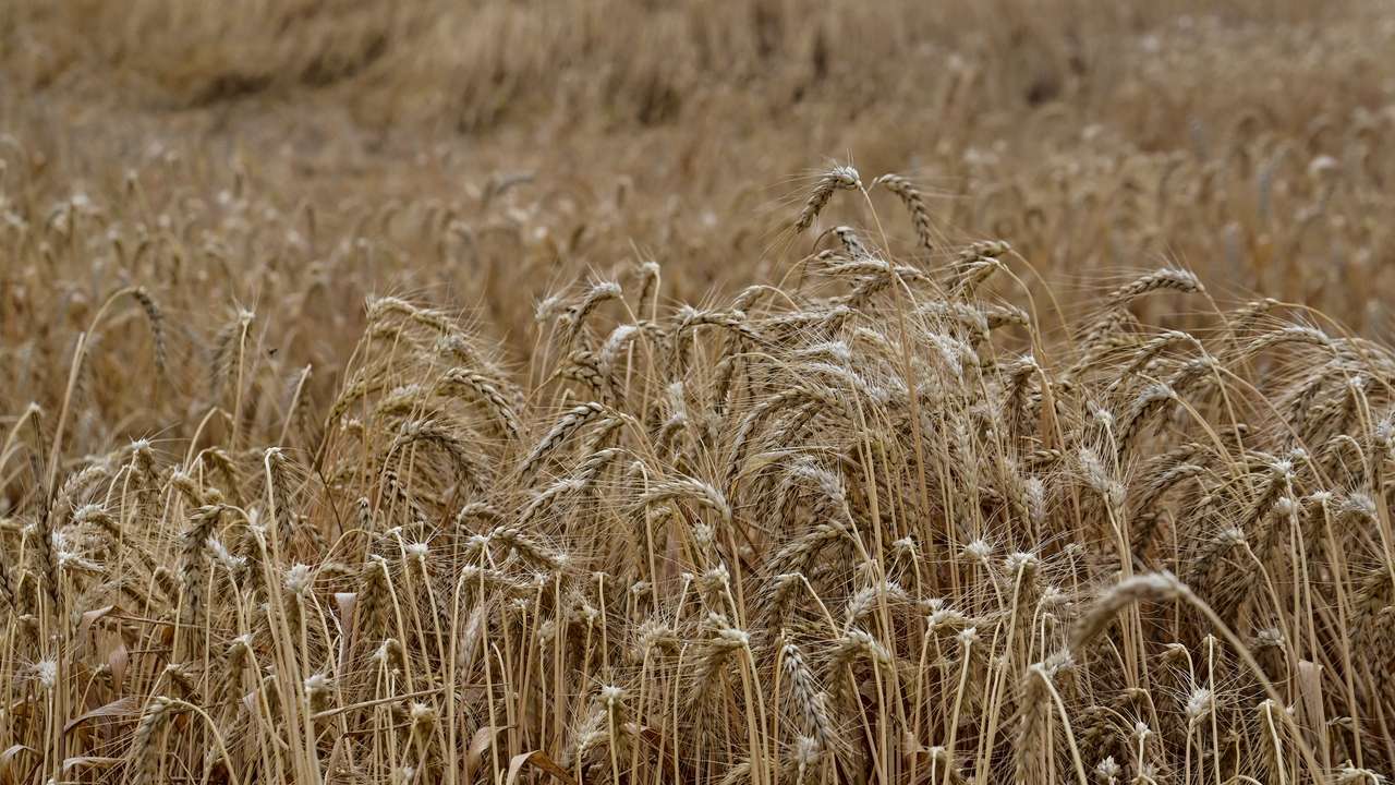 Wheat harvesting in Zaporizhzhia region