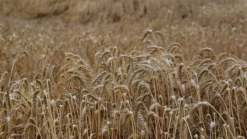Wheat harvesting in Zaporizhzhia region