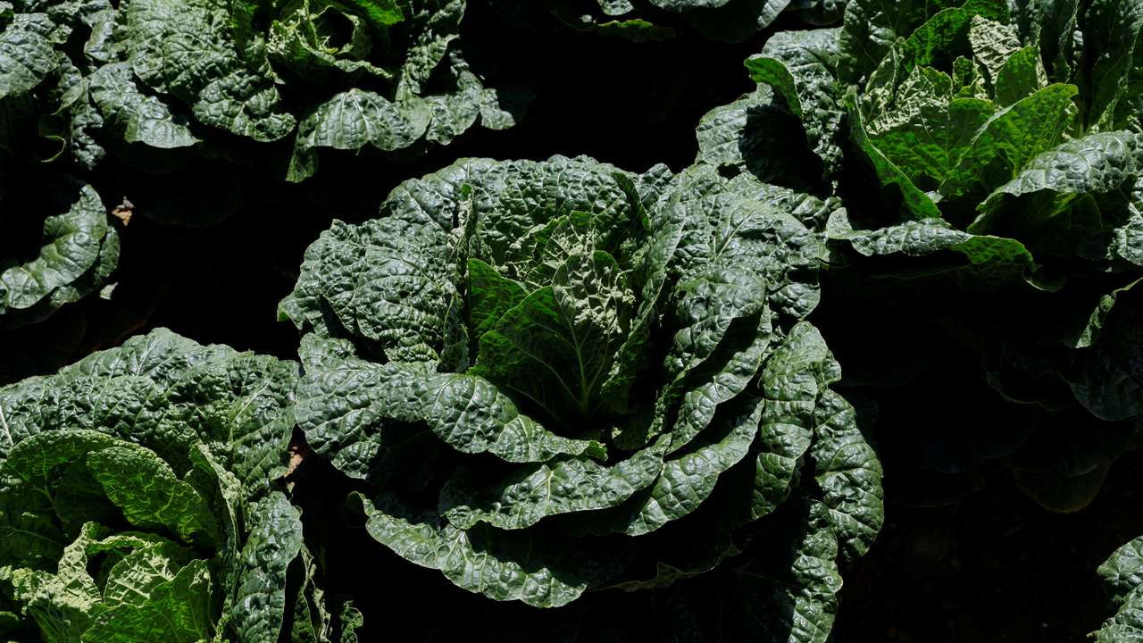 Climate change threatens Korean staple food, kimchi