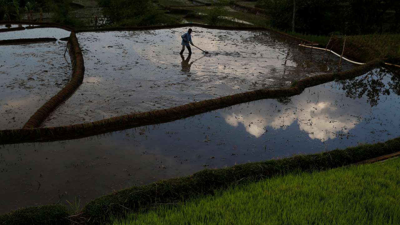A farmer works in a paddy field at Cikawao village in Majalaya, West Java province