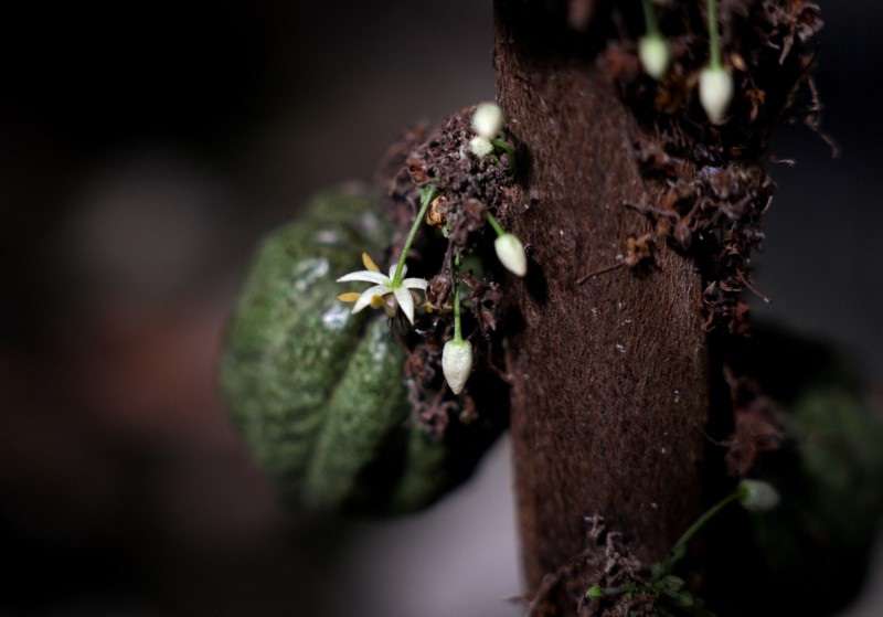 A bean and flowers grow on a cacao tree in a greenhouse in Rishon Lezion