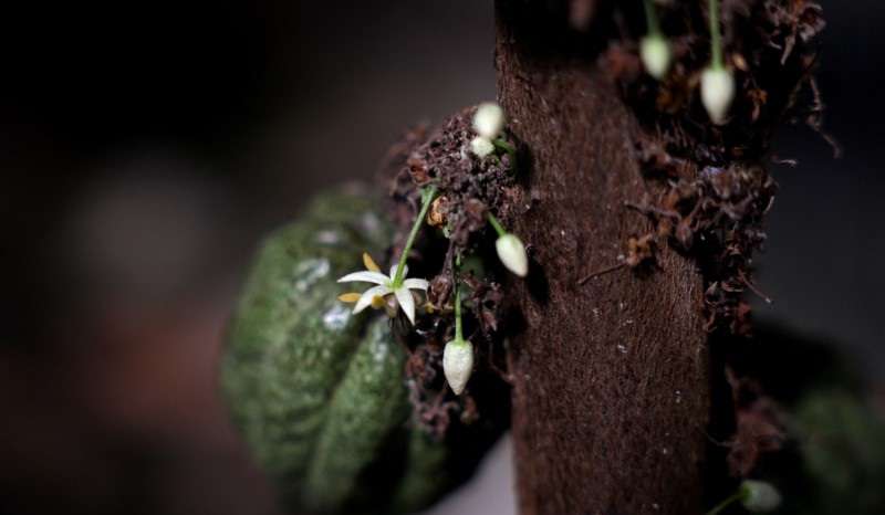 A bean and flowers grow on a cacao tree in a greenhouse in Rishon Lezion