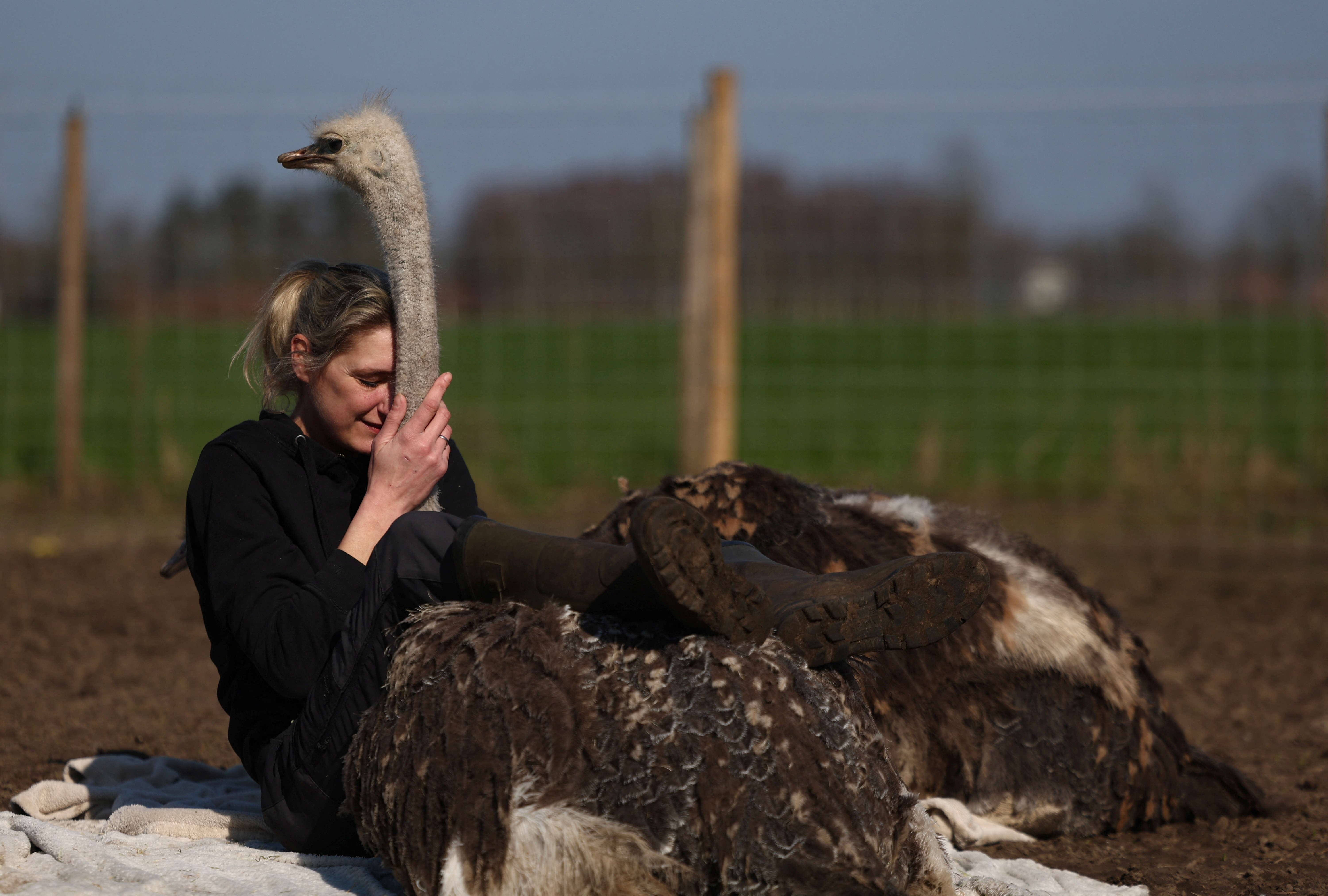 Ostrich hugs on offer at Belgian animal rescue farm in Kalmthout