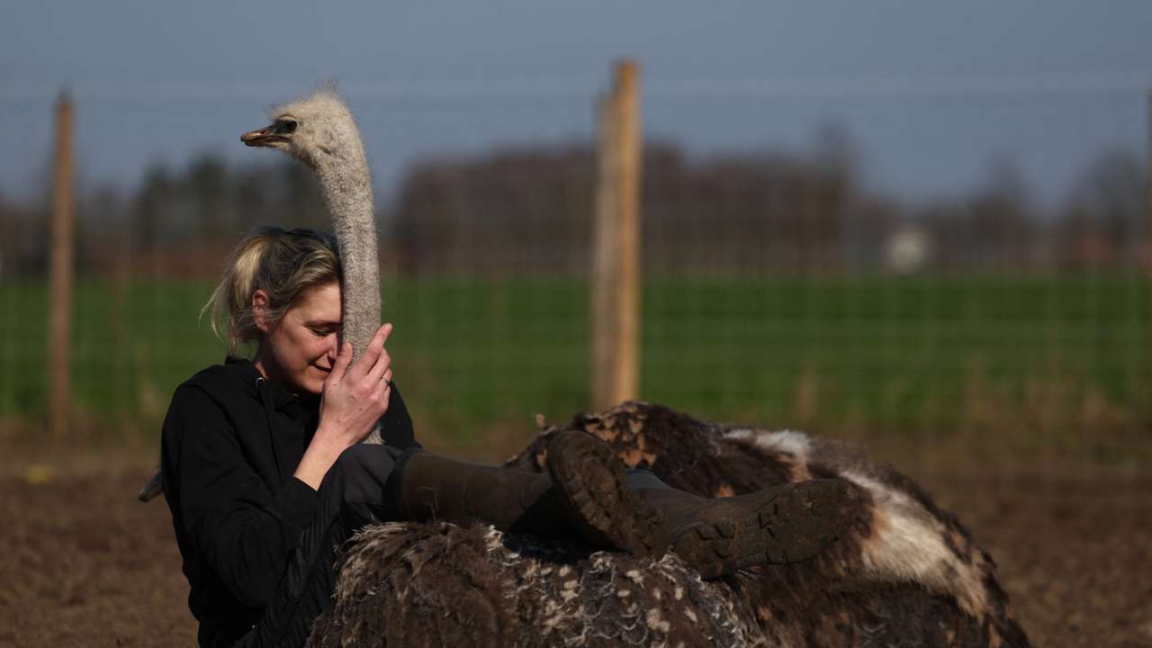 Ostrich hugs on offer at Belgian animal rescue farm in Kalmthout