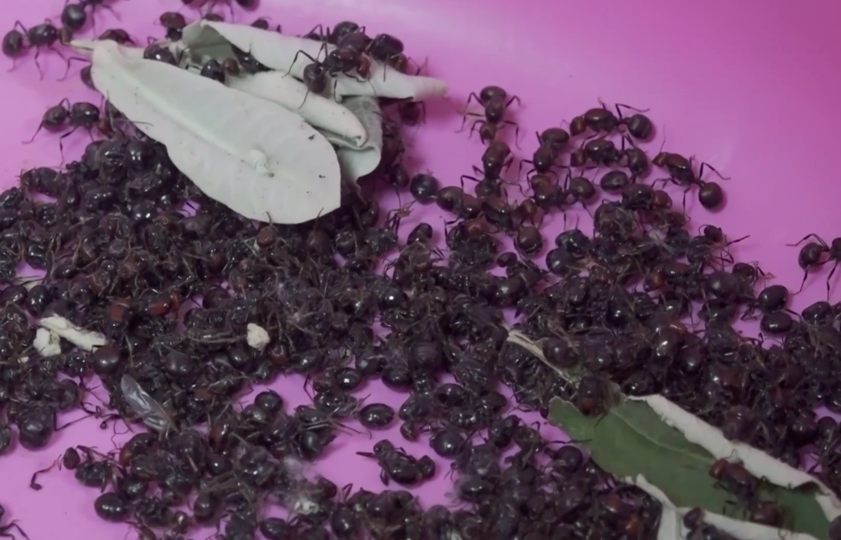 Wildlife trafficking of live ants in Kenya