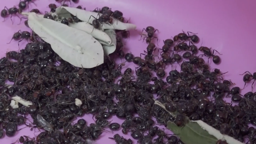 Wildlife trafficking of live ants in Kenya
