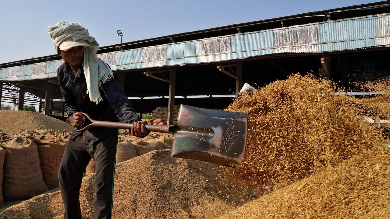 A labourer sifts rice crops in a grain market in Karnal
