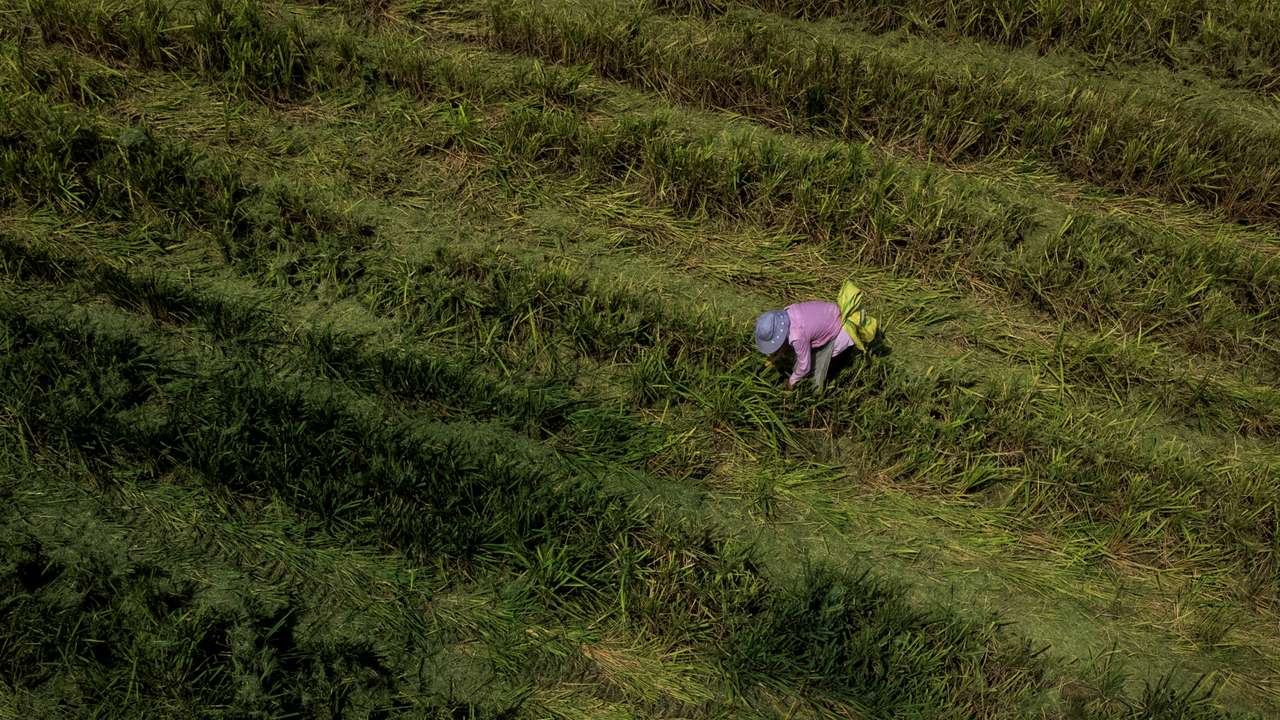 FILE PHOTO: An aerial view shows farmer picking ears of rice left over by a paddy harvester as the region experiences a drought outside Jiujiang city