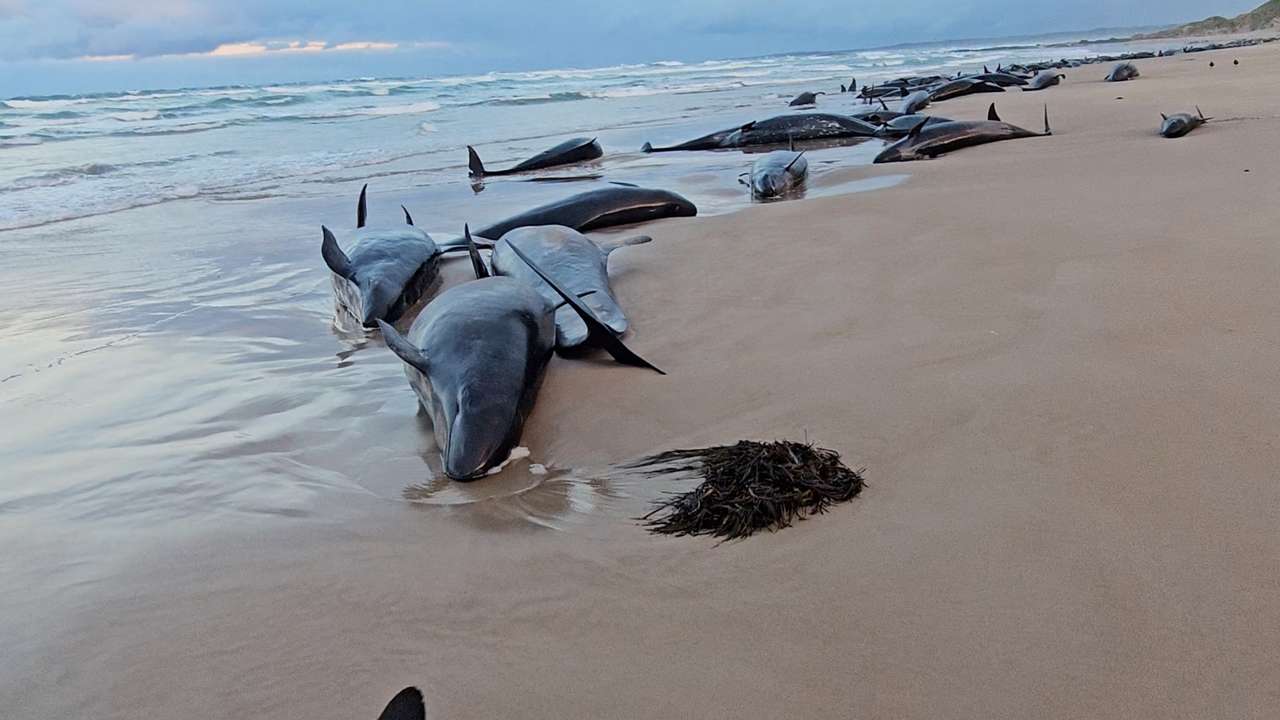 Whales are stranded near Arthur River, Tasmania