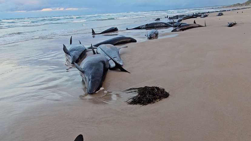 Whales are stranded near Arthur River, Tasmania