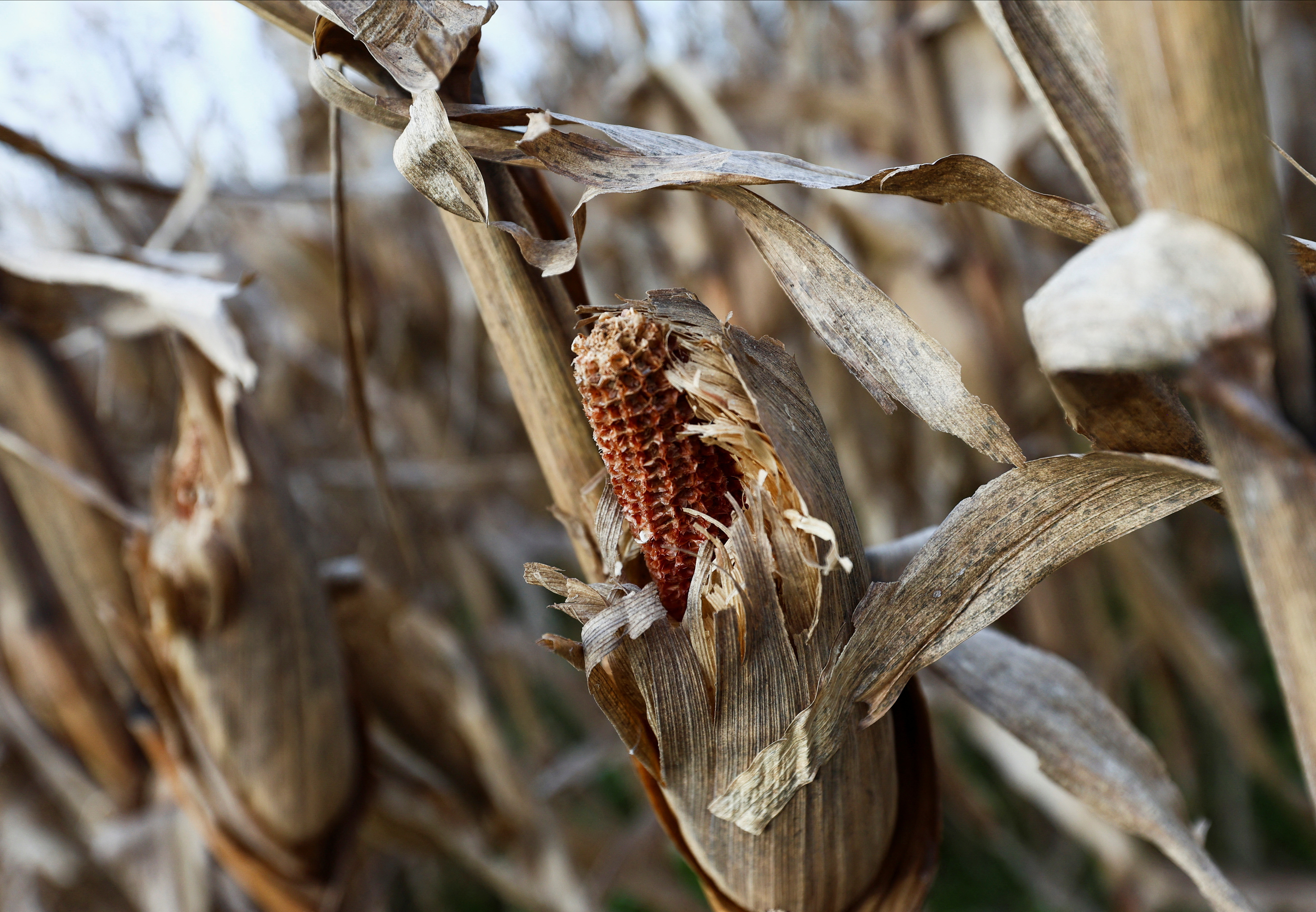 A leafhopper bug ravages Argentina's corn crop in climate warning to farmers
