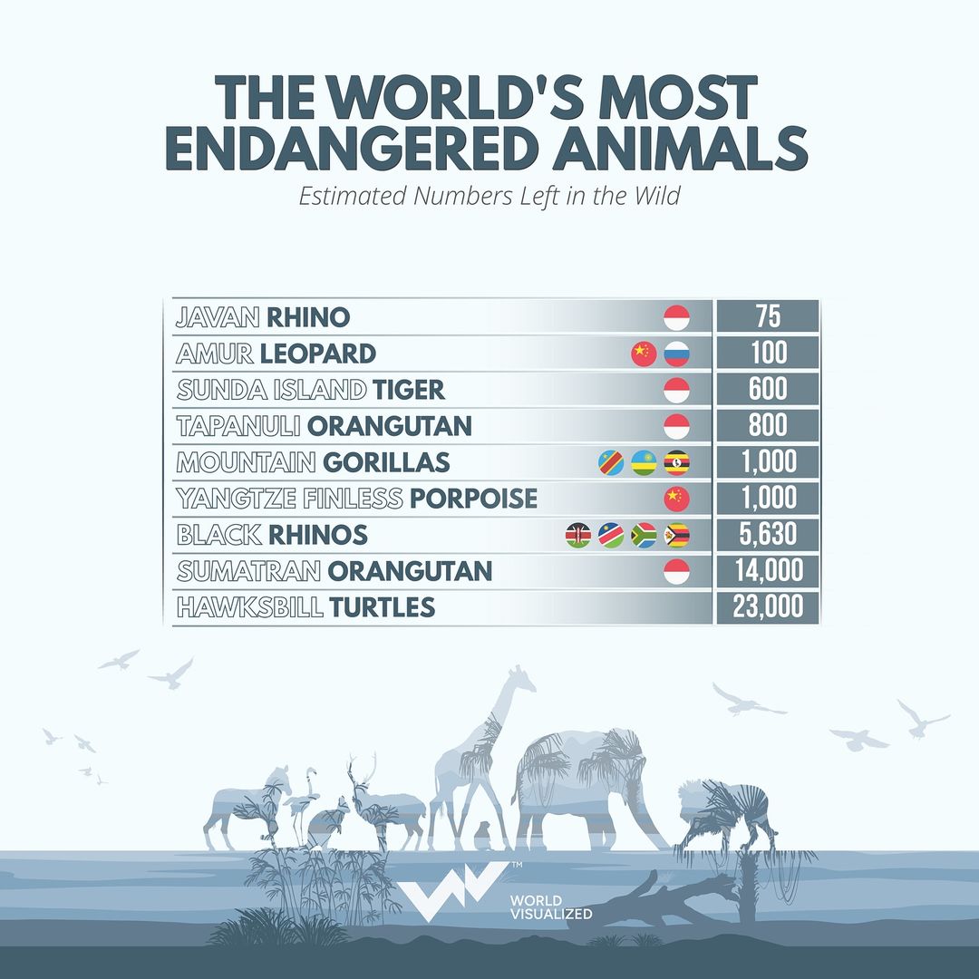 The most critically endangered animals on earth