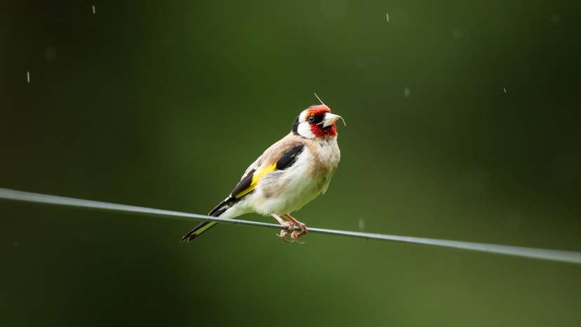Goldfinch