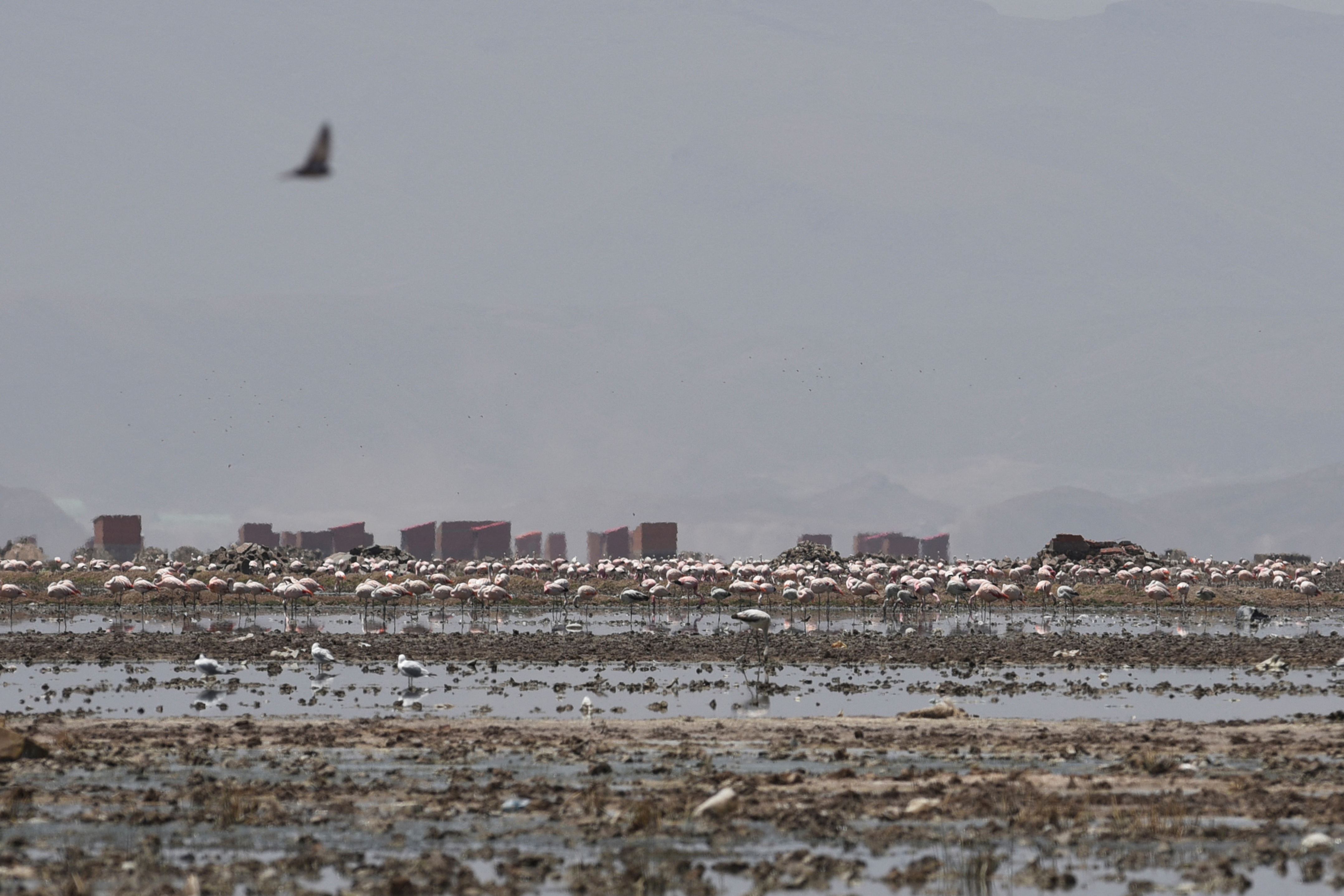 Bolivian authorities clean the banks of Uru Uru Lake, in Oruro