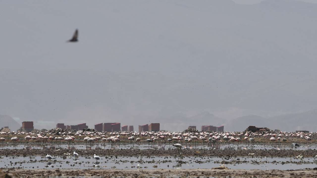Bolivian authorities clean the banks of Uru Uru Lake, in Oruro