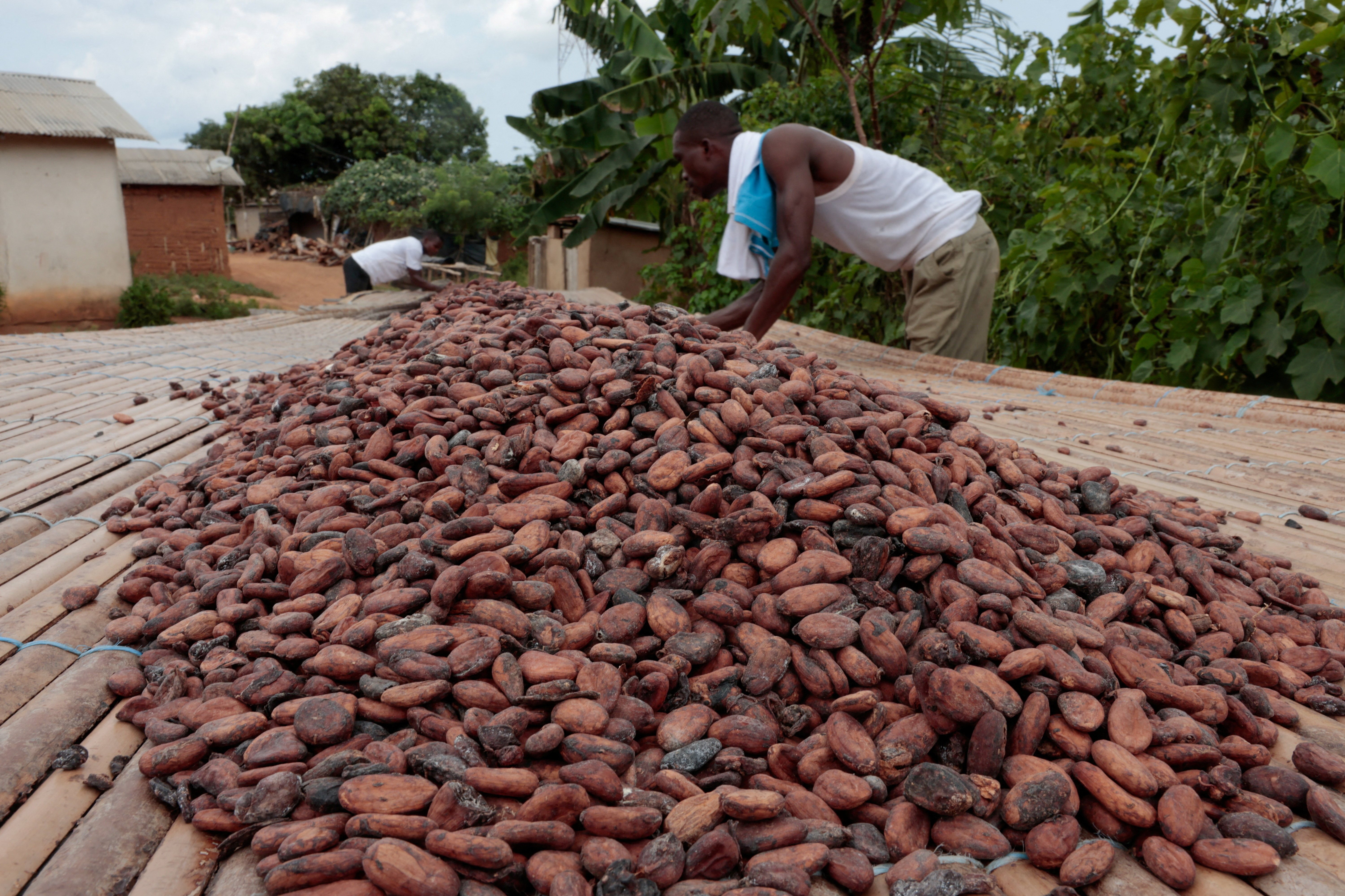 Ivory Coast farmers grapple with unsold stocks of cocoa